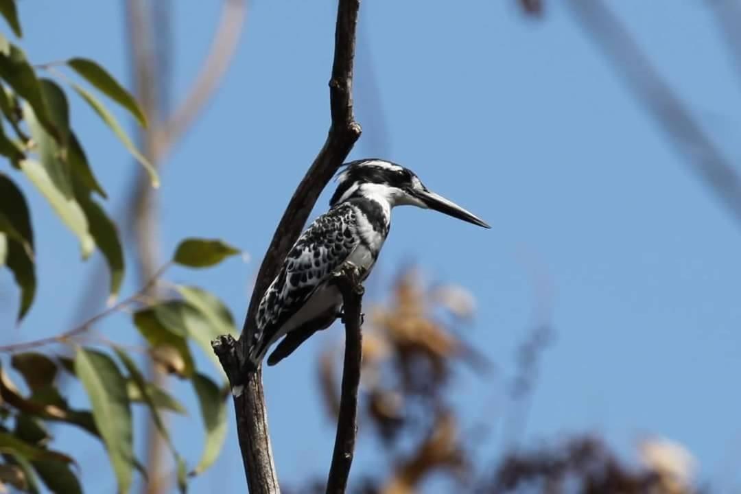 Fish Eagle Manor Bed & Breakfast East London Luaran gambar